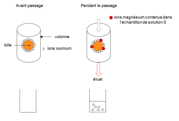 Deux vignettes côte à côte, intitulées « avant passage » et « pendant le passage ». Chacune montre une colonne cylindrique contenant une bille orange entourée de petits cercles blancs légendés ions oxonium. Dans la seconde vignette, des disques rouges légendés ions magnésium contenus dans l'échantillon de solution S arrivent par le haut et se fixent sur la bille, et une flèche descend vers un bécher étiqueté éluat. Sous chaque colonne, un bécher : vide à gauche, contenant de petits cercles blancs à droite.