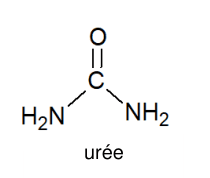 Formule développée de l'urée : un atome de carbone central portant une double liaison vers un atome d'oxygène et deux liaisons simples vers deux groupes NH2.