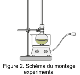 Figure 2 : schéma du montage expérimental. Un ballon posé sur un agitateur chauffant, maintenu par une pince sur un support, surmonté d'un tube vertical ; un tuyau souple part du sommet du montage.