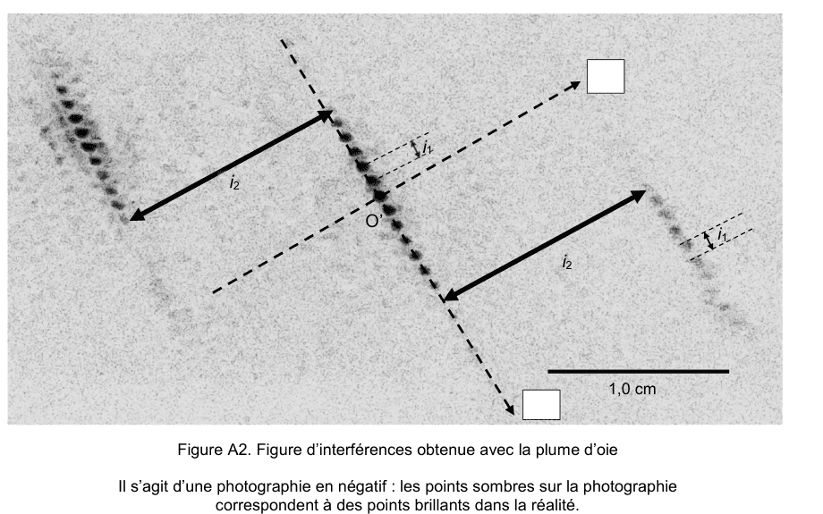 Figure A2 : figure d'interférences obtenue avec la plume d'oie. Photographie en négatif, donc les points sombres correspondent à des points brillants dans la réalité. Autour du point O prime, au centre, des taches s'alignent selon deux directions perpendiculaires, l'une très rapprochée et l'autre plus espacée. Deux double-flèches notées i indice 2 mesurent le grand espacement, deux autres notées i indice 1 le petit ; deux cadres vides attendent le nom de chaque axe. Une barre d'échelle est cotée 1,0 cm.