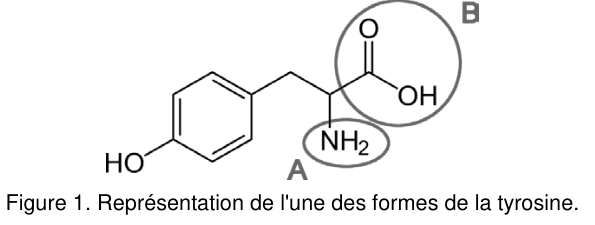 Figure 1 : représentation de l'une des formes de la tyrosine. Un cycle benzénique portant un groupe HO à gauche est relié par une courte chaîne carbonée à un carbone qui porte, vers le bas, un groupe NH₂ entouré et repéré par la lettre A, et, vers la droite, un carbone doublement lié à un O et lié à un OH, l'ensemble étant entouré et repéré par la lettre B.