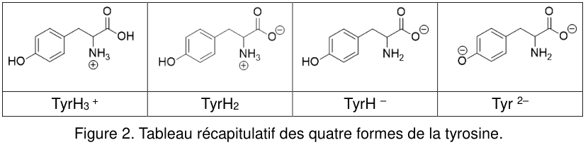 Figure 2 : tableau récapitulatif des quatre formes de la tyrosine, présentées côte à côte par leur formule. De gauche à droite : TyrH₃⁺, dont l'azote porte NH₃ chargé positivement et le carboxyle est sous forme OH ; TyrH₂, avec NH₃ chargé positivement et le carboxyle déprotoné en O⁻ ; TyrH⁻, avec NH₂ neutre et le carboxyle en O⁻ ; Tyr²⁻, où le OH du cycle est lui aussi déprotoné en O⁻.
