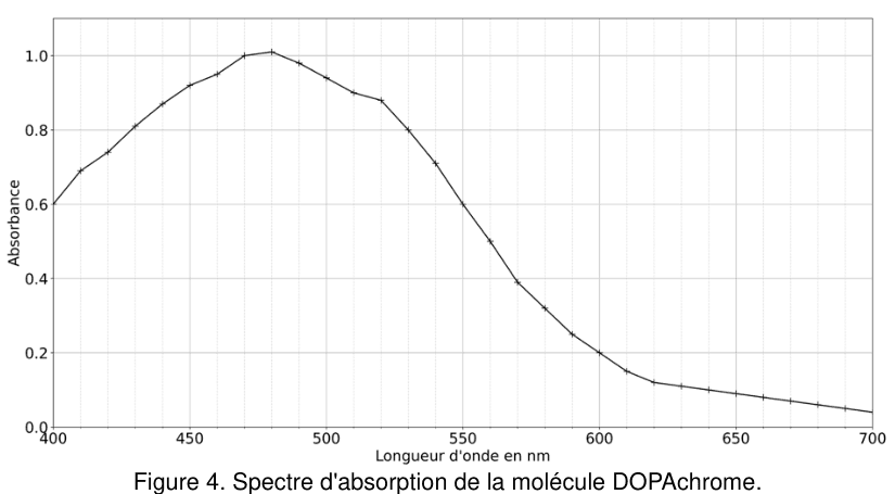 Figure 4 : spectre d'absorption de la molécule DOPAchrome. En ordonnée, l'absorbance, graduée de 0,0 à 1,0 ; en abscisse, la longueur d'onde en nanomètres, graduée de 400 à 700. Les points de mesure, reliés par un trait, montent depuis le bord gauche du domaine jusqu'à un sommet unique et arrondi situé dans le premier quart, puis redescendent régulièrement et s'aplatissent vers une valeur faible du côté des grandes longueurs d'onde.