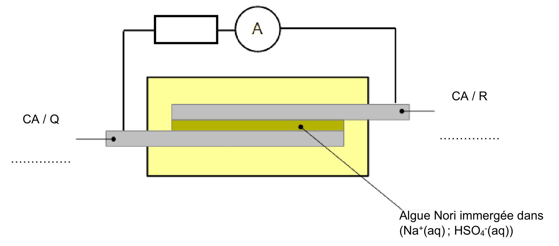 Schéma à compléter. Un rectangle jaune contient deux lamelles grises horizontales qui en sortent de part et d'autre ; celle de droite est repérée CA sur R, celle de gauche CA sur Q. Une ligne de rappel désigne l'algue Nori immergée. Le circuit extérieur relie les deux lamelles en passant par un rectangle vide et par un ampèremètre noté A. Sous chacune des deux étiquettes d'électrode figurent des pointillés vides.