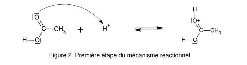 Figure 2 : première étape du mécanisme réactionnel. À gauche, l'acide éthanoïque écrit en formule développée avec ses doublets non liants sur les deux atomes d'oxygène, additionné d'un proton H⁺ ; une flèche courbe part d'un doublet de l'oxygène du groupe C=O et pointe vers le H⁺. À droite, après la double flèche d'équilibre, le produit porte un oxygène chargé positivement lié à un atome d'hydrogène.