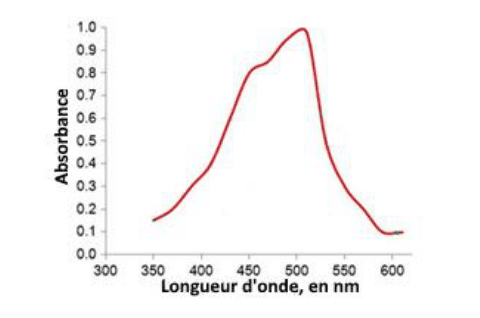 Spectre d'absorption. En ordonnée l'absorbance, graduée de 0,0 à 1,0 ; en abscisse la longueur d'onde en nm, graduée de 300 à 600. La courbe rouge monte depuis 350 nm, forme un épaulement vers 450 nm, atteint son sommet un peu au-delà de 500 nm, puis redescend rapidement et s'aplatit vers 600 nm.