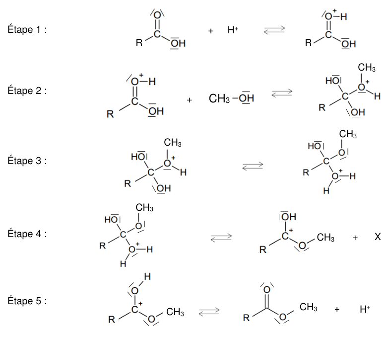 Mécanisme réactionnel en cinq étapes, chacune écrite en formules développées avec les doublets non liants apparents et une double flèche d'équilibre. Étape 1 : l'acide R–COOH réagit avec H⁺. Étape 2 : l'espèce protonée réagit avec le méthanol CH3–OH. Étape 3 : réarrangement interne du produit précédent. Étape 4 : formation d'un carbone chargé positivement, plus un produit noté X. Étape 5 : le produit se réarrange en ester R–COO–CH3, plus H⁺.