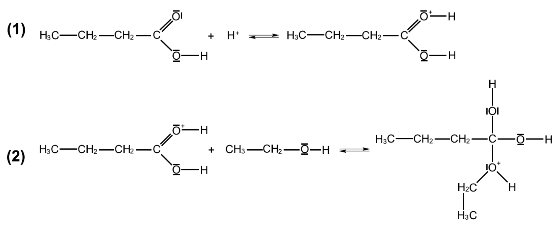 Deux étapes de mécanisme écrites en formules développées. Étape (1) : l'acide butanoïque, dont l'oxygène doublement lié porte deux doublets non liants, réagit avec un ion H+ ; le produit porte un oxygène chargé positivement lié à un H. Étape (2) : ce produit réagit avec une molécule d'éthanol, dont l'oxygène porte des doublets non liants ; le produit est un carbone lié à deux groupes OH et à un oxygène chargé positivement portant le groupe éthyle.