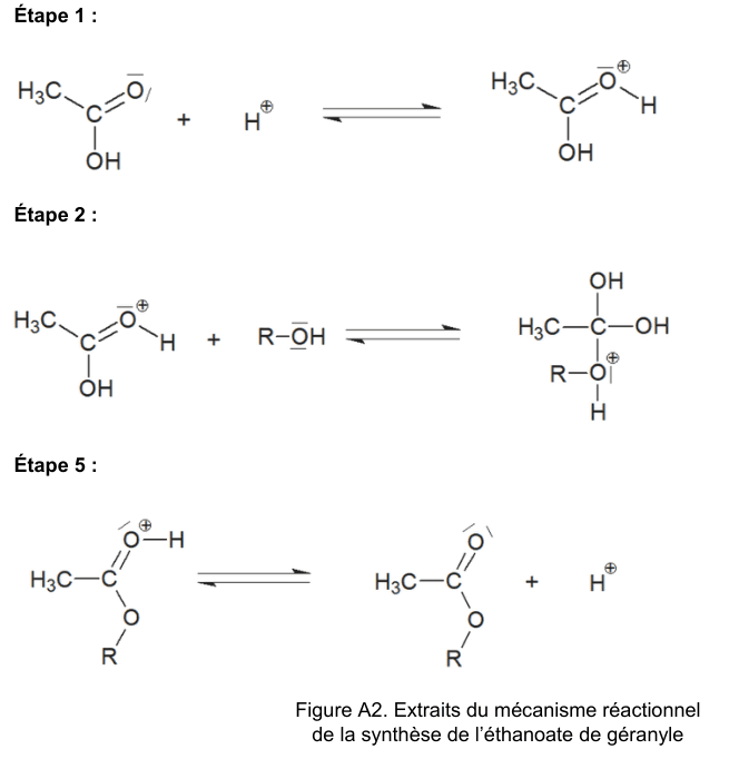 Annexe à rendre avec la copie, figure A2 : extraits du mécanisme réactionnel de la synthèse de l'éthanoate de géranyle. Les étapes 1, 2 et 5 sont reproduites en formules développées, sans aucune flèche courbe, l'espace étant laissé libre pour que le candidat les trace.