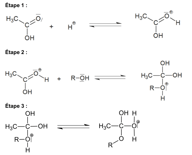 Étapes 1 à 3 du mécanisme réactionnel, écrites en formules développées. Étape 1 : l'acide éthanoïque réagit avec un proton H plus. Étape 2 : l'espèce obtenue réagit avec R−OH. Étape 3 : l'espèce obtenue se réarrange. Chaque étape est écrite avec une double flèche d'équilibre.