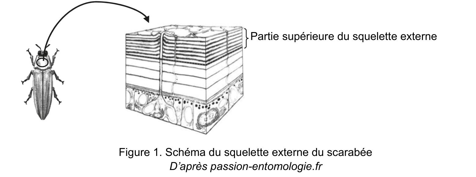 À gauche, un dessin de scarabée vu de dessus. Une flèche courbe part de son thorax et mène, à droite, à un bloc en perspective montrant une coupe : un empilement de fines strates parallèles surmonte une zone de cellules plus grossières. Une accolade désigne les strates du haut sous le nom de partie supérieure du squelette externe.
