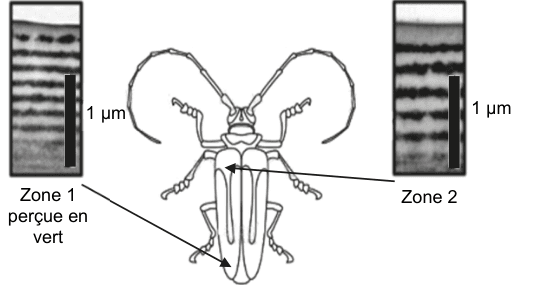 Figure 5 : deux photographies au microscope électronique de la partie supérieure d'un même scarabée, prises à la même échelle. À gauche, la zone 1, perçue en vert ; à droite, la zone 2. Chaque photographie montre une alternance de couches sombres et claires, et porte une barre verticale noire légendée 1 µm. Les couches de la zone 2 sont visiblement moins nombreuses sur la même hauteur que celles de la zone 1. Un dessin de scarabée au centre indique par des flèches l'emplacement de chaque zone sur l'animal.