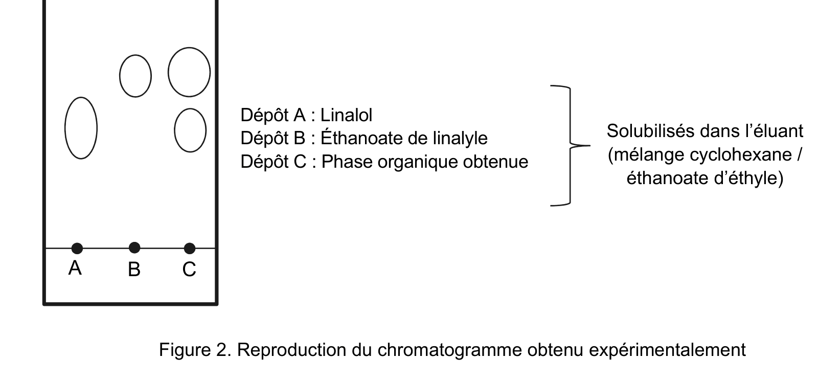Reproduction d'une plaque de chromatographie sur couche mince. Trois dépôts alignés sur la ligne de base sont notés A, B et C, avec en légende : dépôt A linalol, dépôt B éthanoate de linalyle, dépôt C phase organique obtenue, tous solubilisés dans l'éluant, un mélange cyclohexane et éthanoate d'éthyle. Des taches ovales sont réparties au-dessus de la ligne de base, à deux hauteurs différentes.