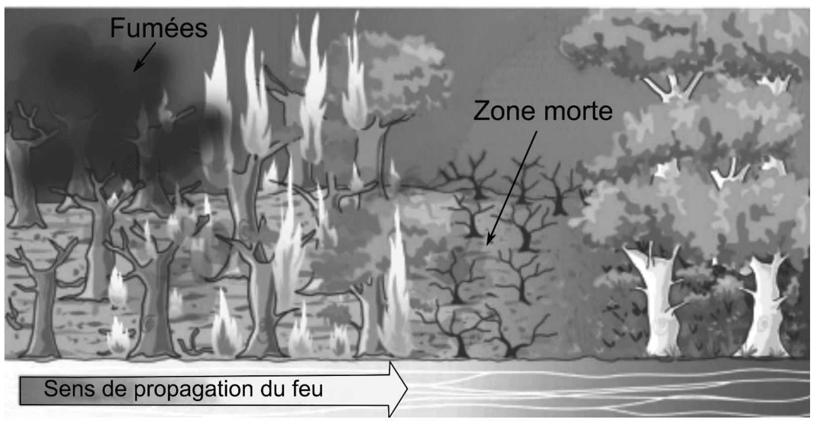 Illustration d'un feu de forêt vu de côté. À gauche, des arbres en flammes et des fumées ; au centre, une bande d'arbres déjà calcinés légendée « zone morte » ; à droite, la forêt encore verte. Une flèche au bas de l'image indique le sens de propagation du feu, de la gauche vers la droite.