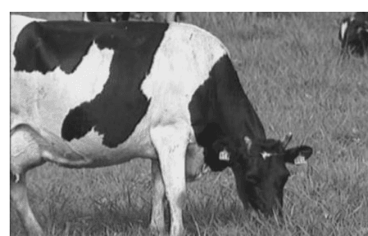 Photographie en noir et blanc d'une vache laitière tachetée, broutant dans un pré ; d'autres bêtes paissent à l'arrière-plan.