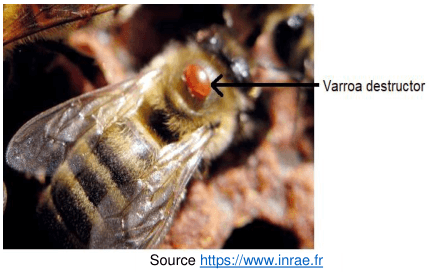 Photographie macro d'une abeille vue de dessus, sur laquelle est fixé un petit acarien rouge-brun ; une flèche le désigne et porte la mention Varroa destructor. Source : inrae.fr.