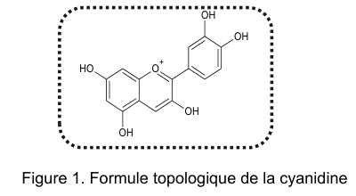 Figure 1 : formule topologique de la cyanidine. Un enchaînement de trois cycles, dont l'un porte un atome d'oxygène chargé positivement, l'ensemble étant entouré d'un liseré en pointillés. Plusieurs groupes hydroxyle OH sont répartis sur les cycles.