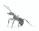 Photographie d'une fourmi noire vue de profil, sur fond blanc.