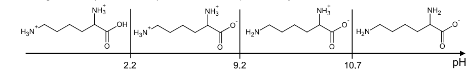 Diagramme de prédominance porté par un axe horizontal de pH, gradué par trois traits de séparation à 2,2, 9,2 et 10,7. Dans chacun des quatre domaines est dessinée une formule topologique de la DL-lysine, la charge portée par les groupes amine et carboxyle changeant d'un domaine au suivant.