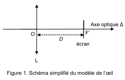 Figure 1 : schéma simplifié du modèle de l'œil. Sur un axe optique horizontal noté delta, une lentille mince convergente L est dressée en son centre optique O. À droite, un écran vertical porte le point F prime ; une double flèche entre O et l'écran est cotée D.