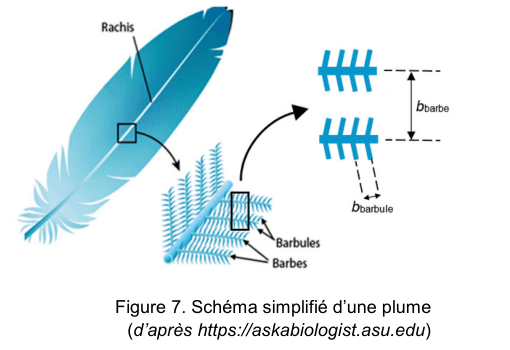 Figure 7 : schéma simplifié d'une plume, d'après askabiologist.asu.edu. La plume est traversée par son axe principal, le rachis, sur lequel sont fixées les barbes. Un agrandissement montre que chaque barbe porte des éléments plus fins, les barbules, perpendiculaires aux barbes. Deux cotes sont indiquées : b indice barbe entre deux barbes voisines, b indice barbule entre deux barbules voisines.