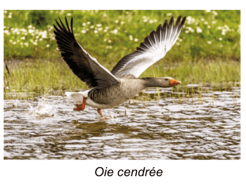 Photographie d'une oie cendrée, ailes largement déployées, prenant son envol au ras d'une eau peu profonde bordée de végétation.