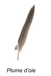 Photographie d'une plume d'oie isolée sur fond blanc, vue de profil, hampe claire et barbes brunes.