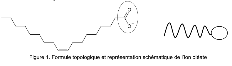 Figure 1 : formule topologique et représentation schématique de l'ion oléate. À gauche, une longue chaîne carbonée en zigzag, comportant une double liaison en son milieu, se termine par un carbone doublement lié à un oxygène et lié à un oxygène portant une charge négative ; cette extrémité est entourée d'une ellipse. À droite, la même molécule figurée schématiquement par une ligne ondulée terminée par un ovale.