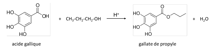 Équation de réaction en formules topologiques : à gauche l'acide gallique, un cycle portant trois groupes HO et un groupe acide carboxylique, plus le propan-1-ol ; au-dessus de la flèche, H plus ; à droite le gallate de propyle et une molécule d'eau.