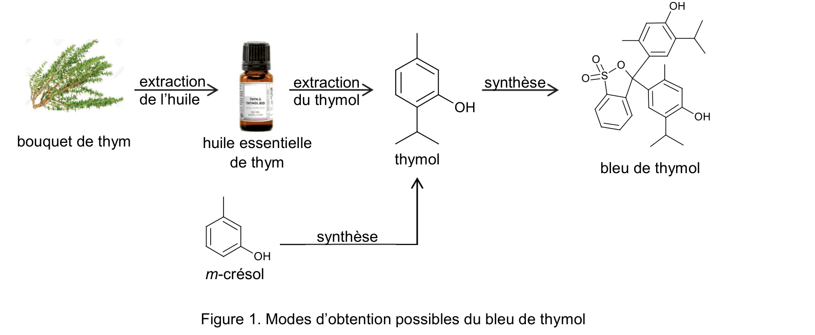 Schéma horizontal des voies d'obtention du bleu de thymol : thym → huile essentielle → thymol → bleu de thymol, et voie alternative à partir du m-crésol.