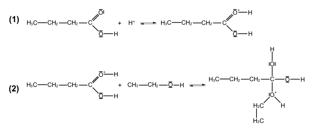 Mécanisme réactionnel de l'estérification de Fischer : étape (1) protonation de l'acide butanoïque par H⁺ ; étape (2) attaque nucléophile de l'éthanol sur le carbonyle protoné