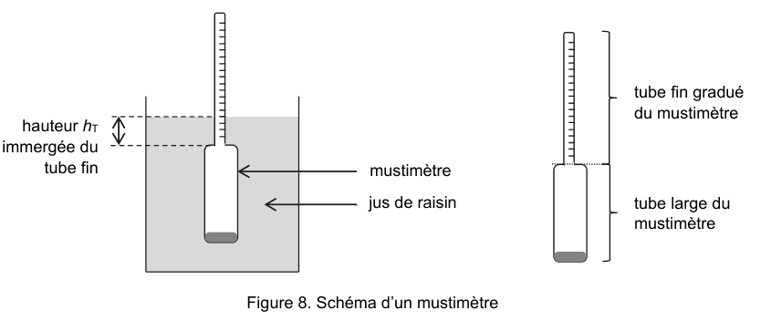 Figure 8 : schéma d'un mustimètre. À gauche, l'appareil flotte dans un bécher de jus de raisin : une double flèche mesure la hauteur h indice T immergée du tube fin. À droite, le mustimètre est représenté seul, avec son tube fin gradué en haut et son tube large en bas.