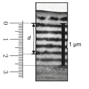 Figure 3 : photographie prise au microscope électronique de la partie supérieure d'un scarabée vert. On y voit une alternance régulière de couches sombres et de couches claires. Une double flèche verticale notée d repère une distance couvrant plusieurs couches. Une barre verticale noire, à droite, légendée 1 µm, donne l'échelle. Une règle graduée en centimètres, numérotée de 0 à 3, est placée à gauche pour effectuer les mesures.