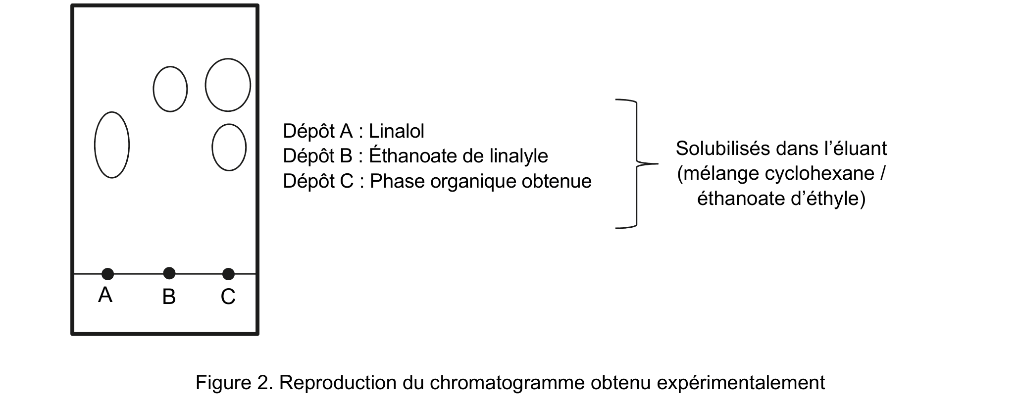 Figure 2 : chromatogramme obtenu sans catalyseur APTS. Trois dépôts sont alignés sur la ligne de dépôt et notés A (linalol), B (éthanoate de linalyle) et C (phase organique) ; les taches révélées apparaissent à différentes hauteurs. Éluant : cyclohexane / éthanoate d'éthyle.