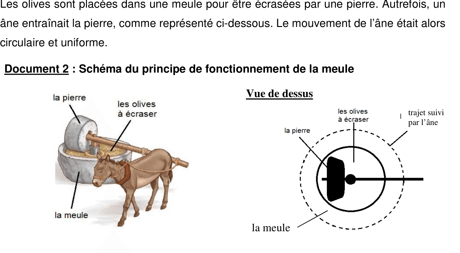 Schéma d'une meule à huile : âne attaché à un bras, marchant en cercle autour de la meule