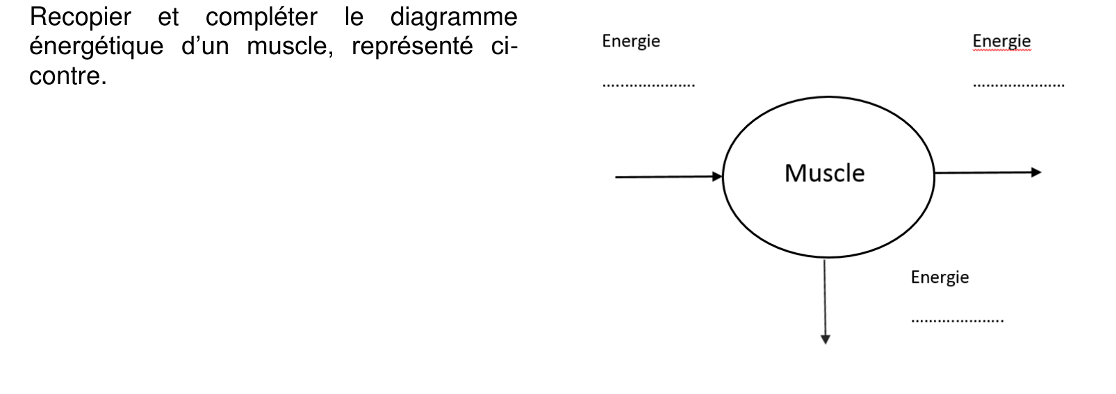 Diagramme énergétique d'un muscle à compléter