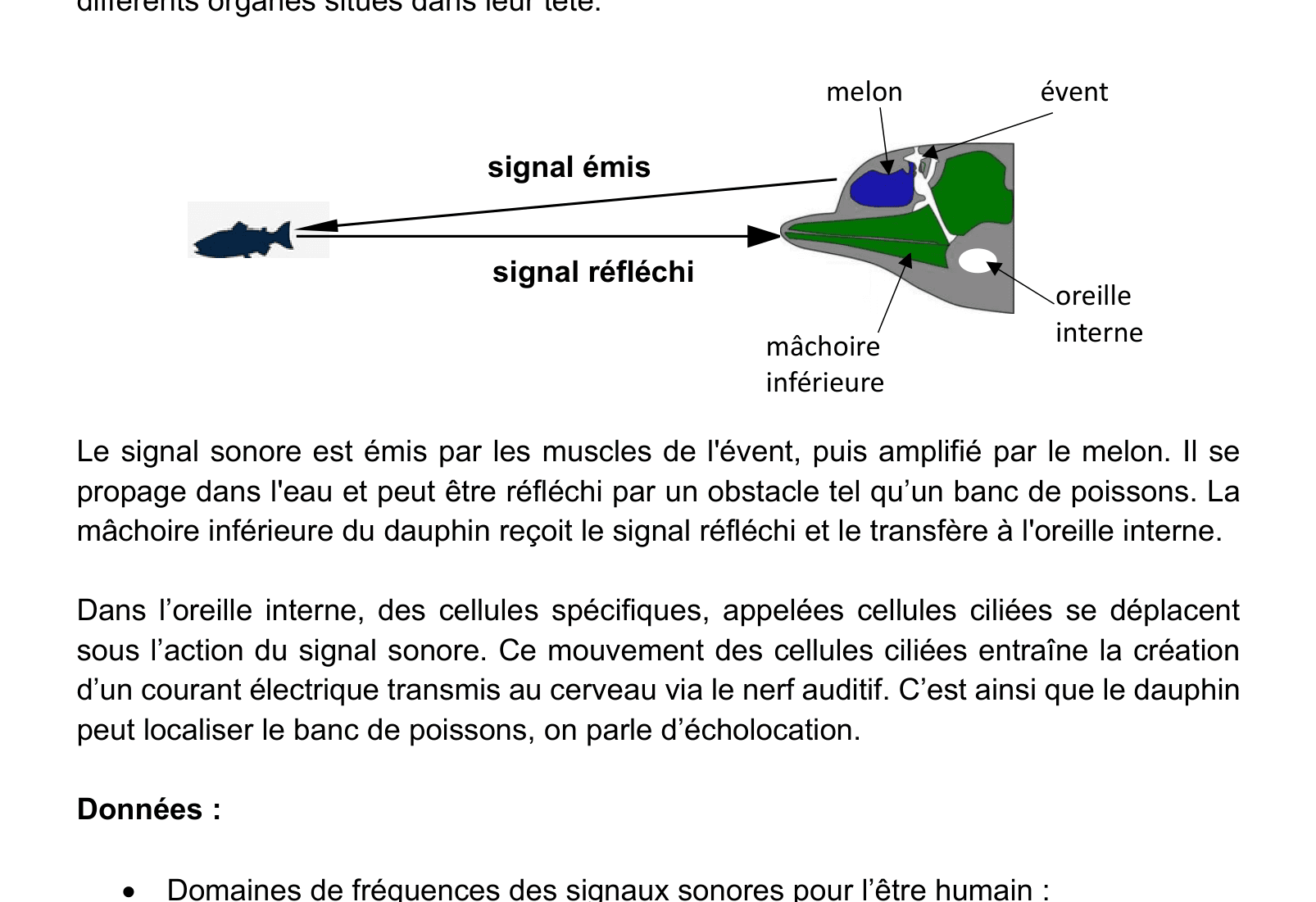 Schéma de l'écholocation d'un dauphin : melon (émission), mâchoire (réception), oreille interne